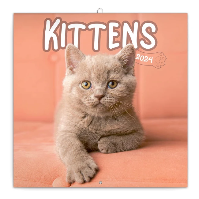 Calendrier mural 2024 pour bébés chats - Calendrier mensuel - 30 x 30 cm - 30 x 60 cm ouvert