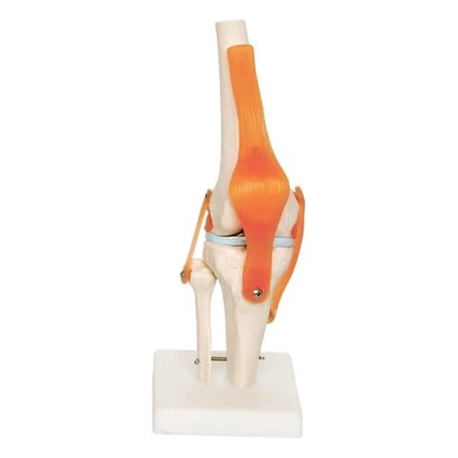 Modelo anatmico de rodilla 66fit - Ref 12345 - Flexin extensin y rotaci