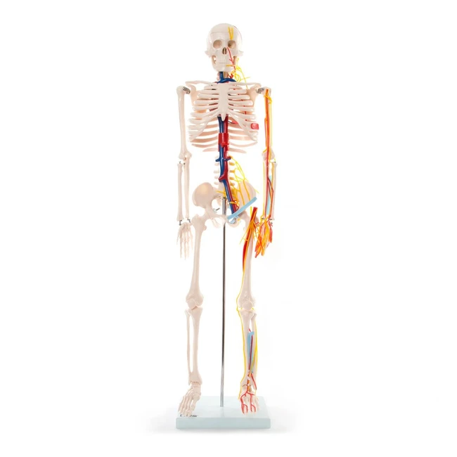 Modle squelette humain 85 cm avec nerfs et vaisseaux sanguins - 66fit