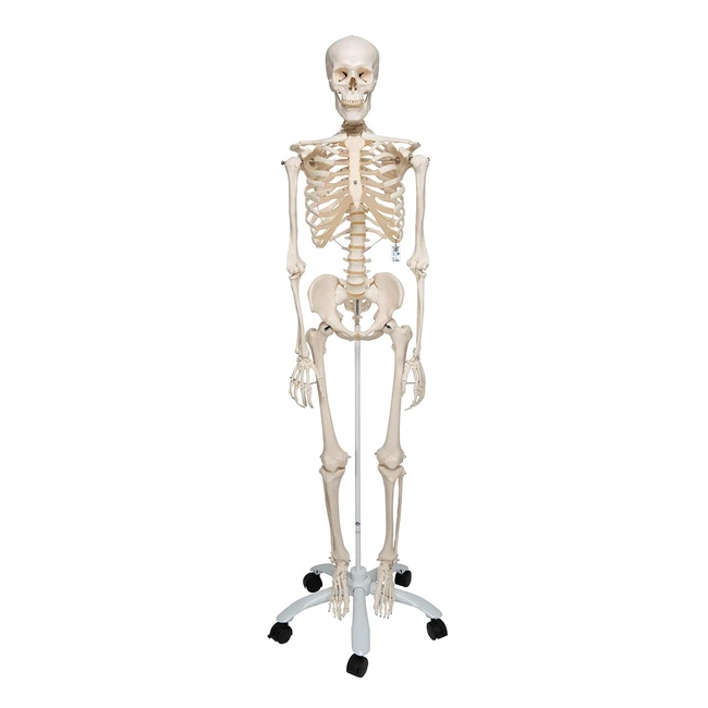 3B Scientific Anatomie Skelett Stan - Klassisches Modell lebensgro inklusive