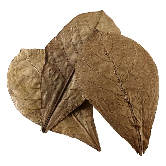 Nanofeuilles de Badamier pour Aquarium - 12 Feuilles - Favorise la Vitalit et 