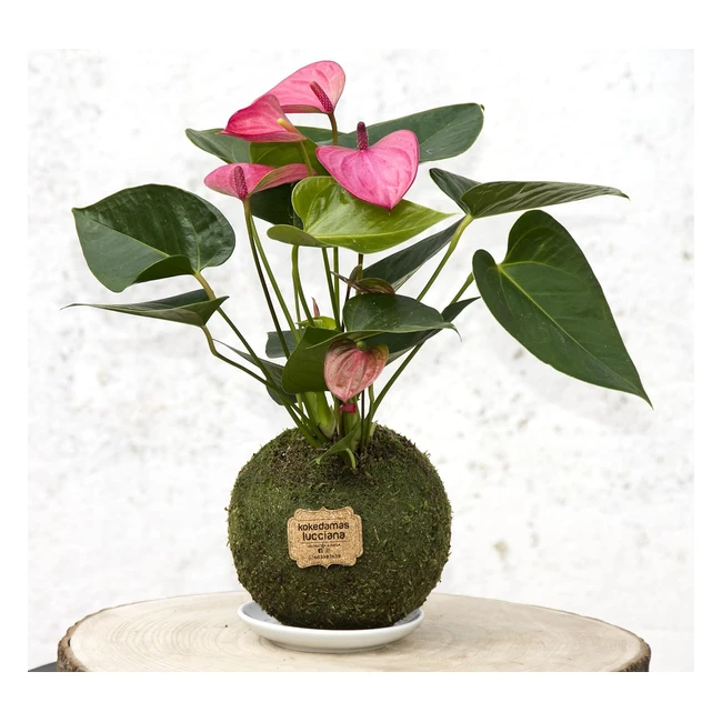 Kokedamas Lucciana Anturio Rosa - Planta InteriorExterior - Decoracin Hogar