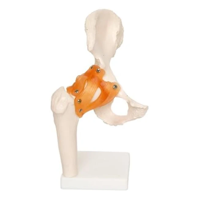 66fit Anatomical Human Hip Joint - Medical Training Aid - Reference #1234 - Flexible and Lifesize