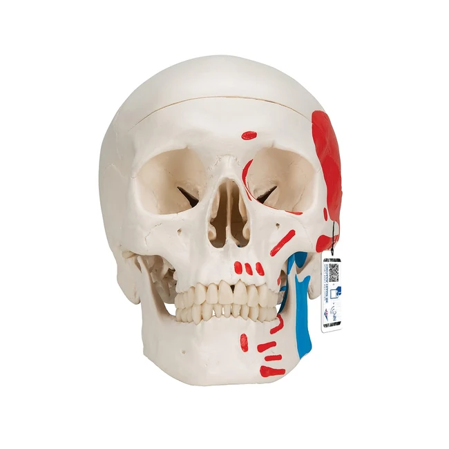 Modello Cranio 3B Scientific A23 - Dipinto 3 Parti App Gratuita di Anatomia